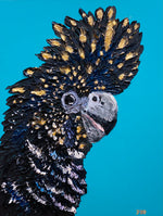 Black Cockatoo “Banksii”